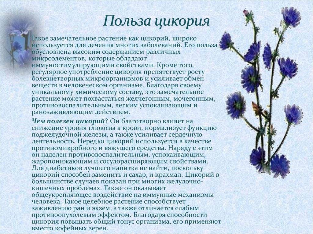 Цветы цикория: лечебные свойства, вред, рецепты