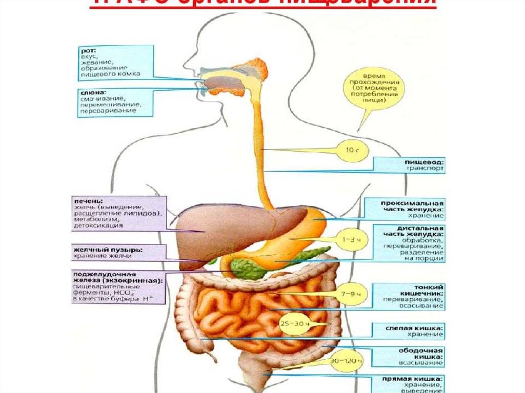 В какую систему органов входит желудок. Анатомо-физиологические строение пищеварительной системы. Анатомические особенности ЖКТ. Анатомо-физиологические особенности желудочно-кишечного тракта. Анатомо-физиологическое строение желудочно – кишечного тракта.