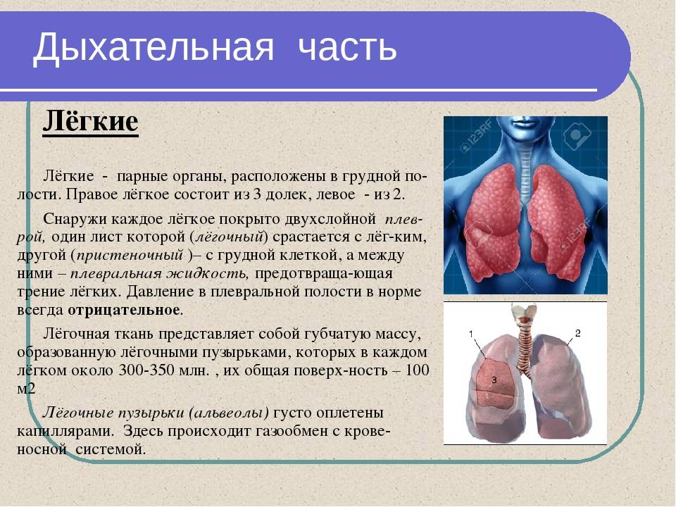 В которых любому органу будет. Дыхательная система система биология 8 класс. Информация о легких. Органы дыхания человека легкие.