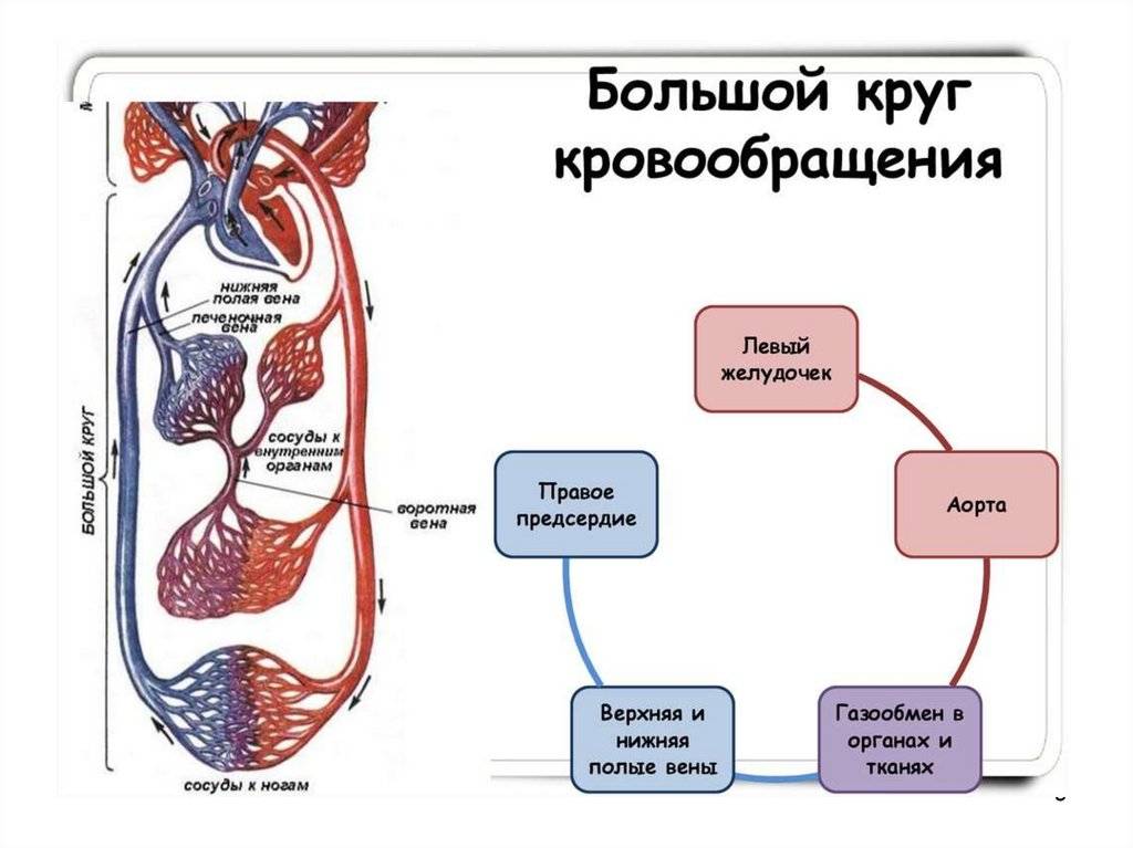 Схема циркуляции крови в организме человека