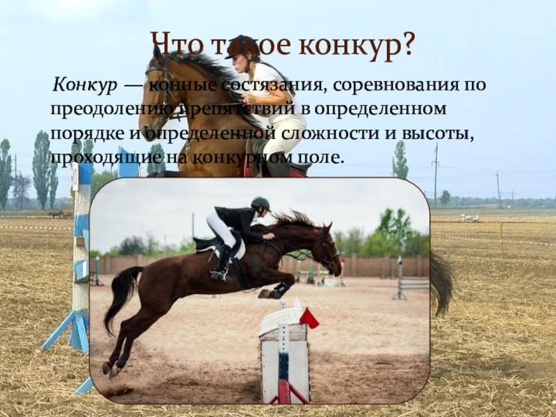 Конкур — вид конного спорта