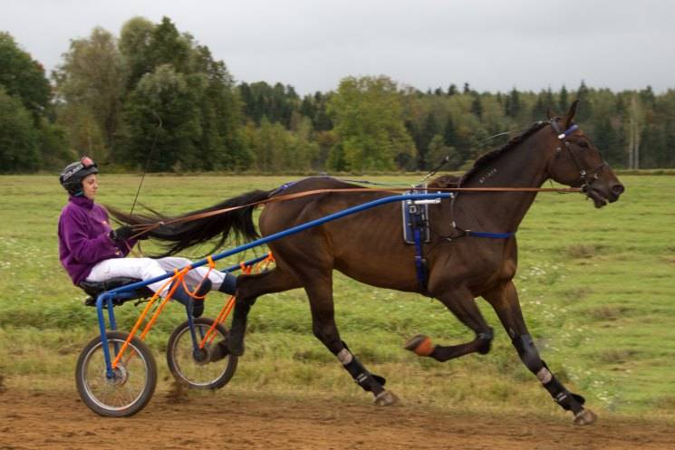 ᐉ бега на ипподроме - особенности проведения испытаний лошадей, подборка фото - zoovet24.ru