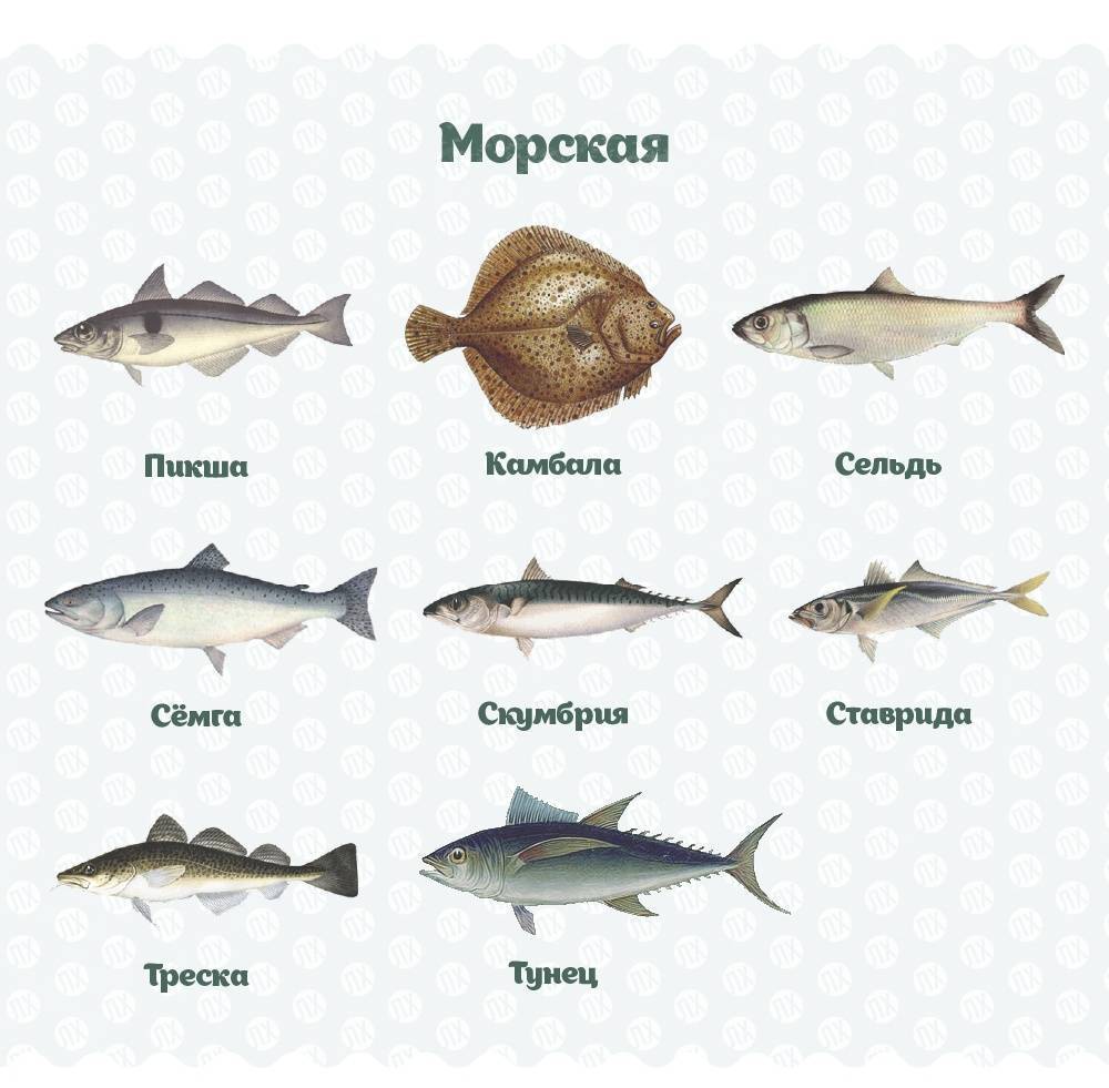 Cамая полезная рыба — 10 лучших сортов для здоровья человека