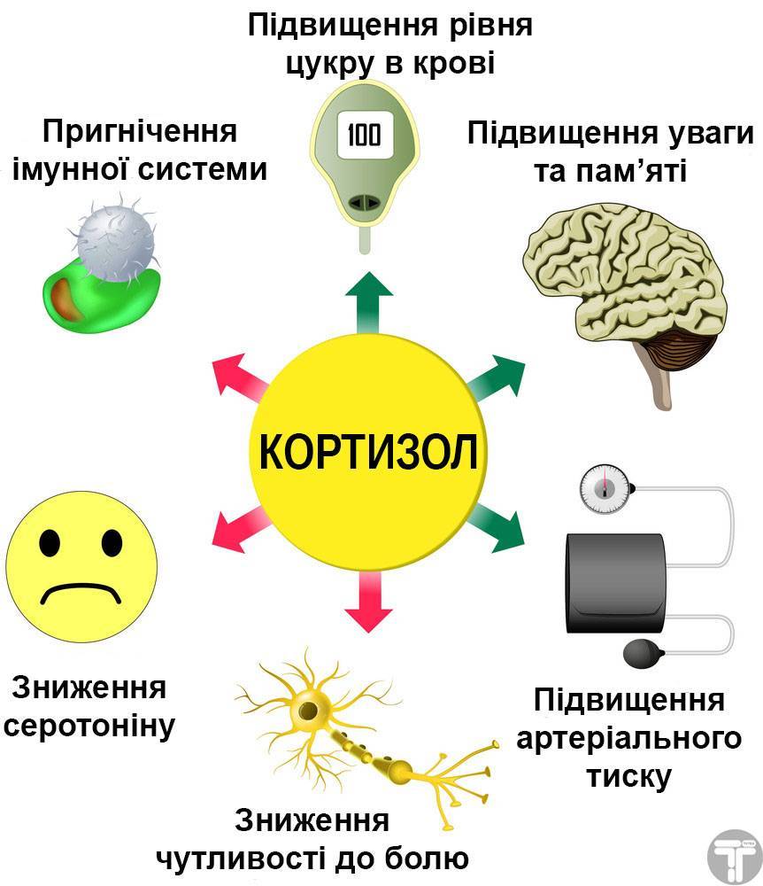 Гормон стресса кортизол: влияние на организм, что вызывает у человека, чем опасен - гармония внутри