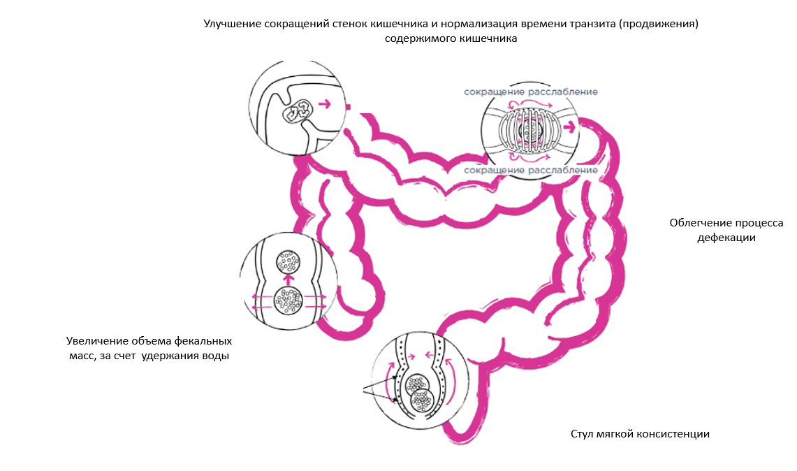 Для нормализации кишечника