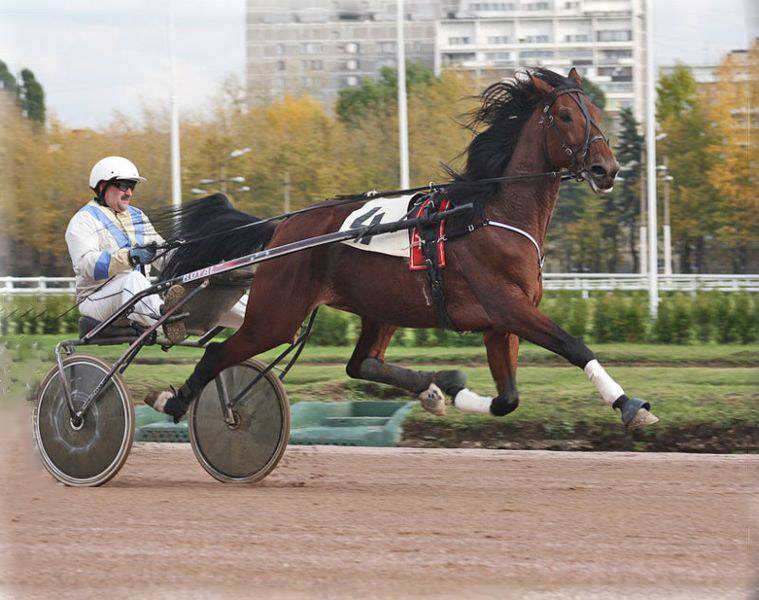 Максимальная скорость лошади в км/ч: самые быстрые породы в мире, рекордсмены