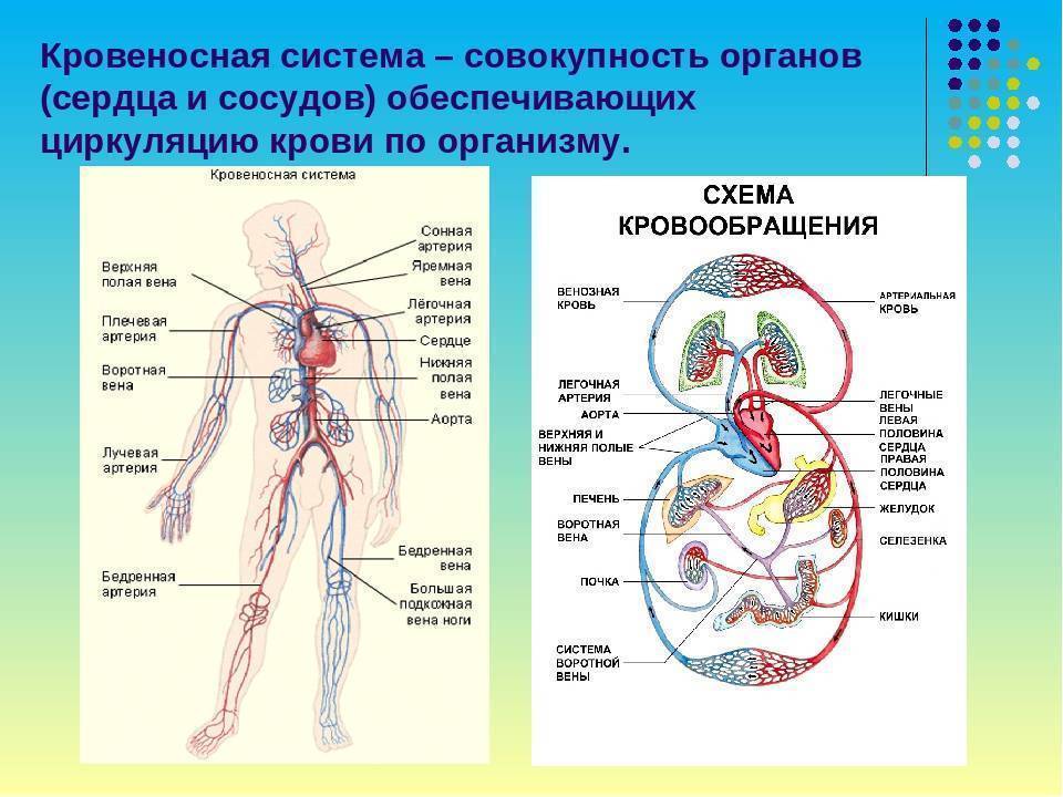 Сосудистая система человека образована сосудами трех. Схема кровяной системы человека. Строение кровеносной системы. Анатомия строение кровеносной системы. Кровеносная система организма схема.