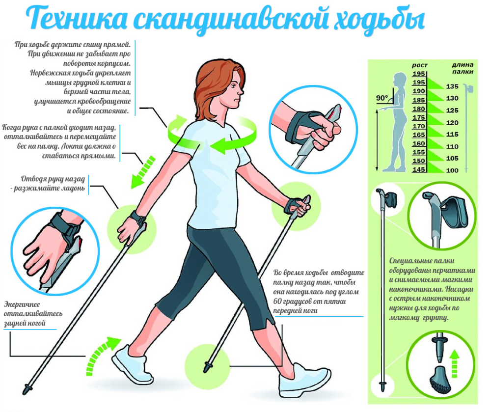 Скандинавская ходьба – модный фитнес: в два раза эффективнее бега, работает 90% мышц - под прицелом - блоги - sports.ru