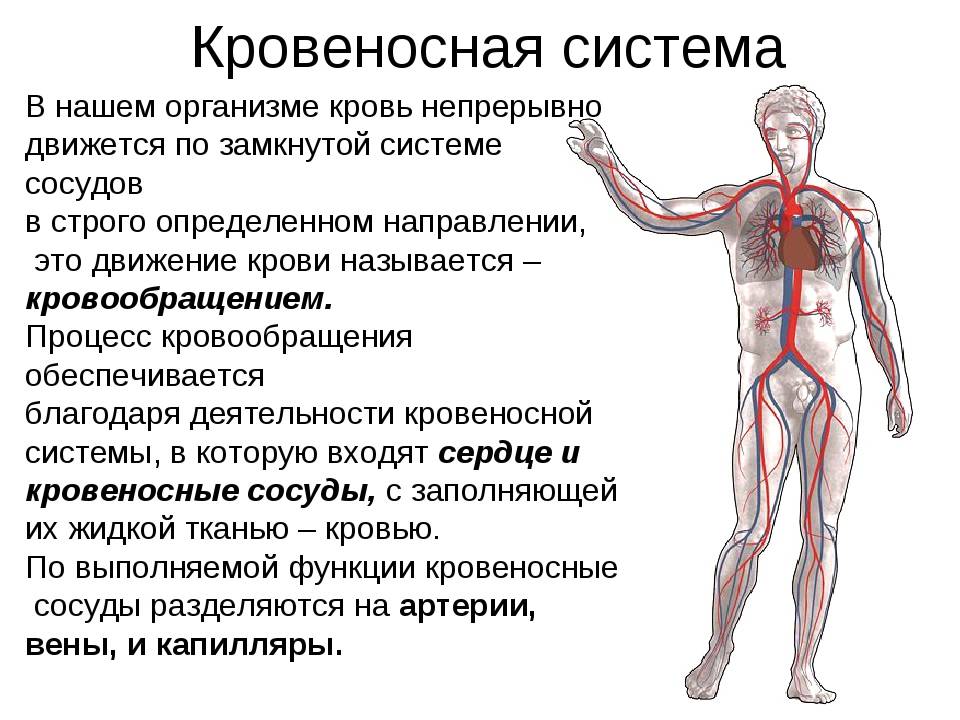 3 системы организма. Кровеносная и лимфатическая системы. Лимфа и кровеносная система. Взаимосвязь кровеносной и лимфатической системы. Строение кровеносной и лимфатической системы.