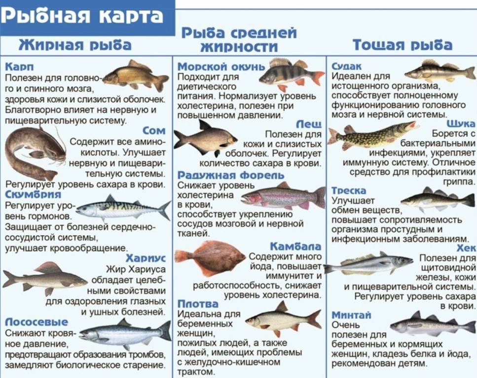 7 сортов рыбы, которые больше других полезны для здоровья